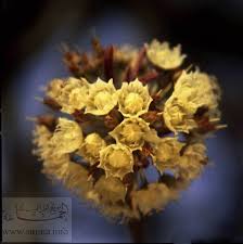 [صورة: shea_flower.jpg]